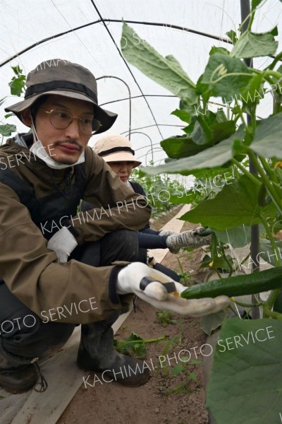 研修先の勝野蔬菜園でキュウリの収穫に励む冨田夫妻（音更）