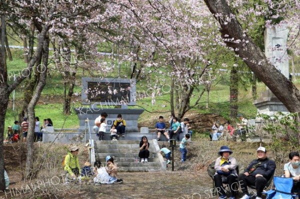 満開の桜の下で春まつり　新得神社