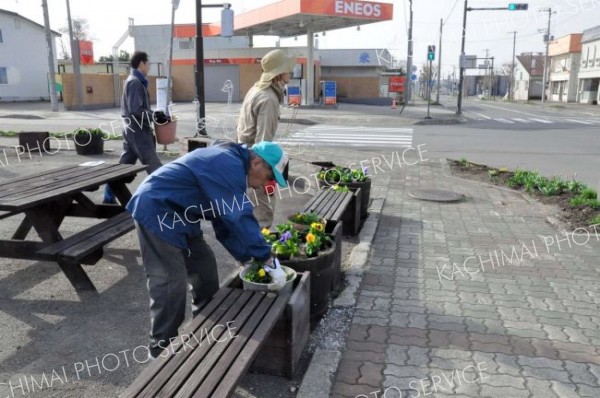 鹿追市街地でパンジーとビオラ８００株植栽　町フラワーロード推進協