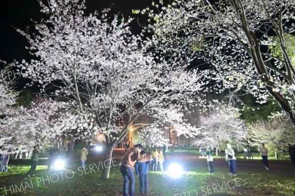 桜色に染まる十勝の春～写真特集