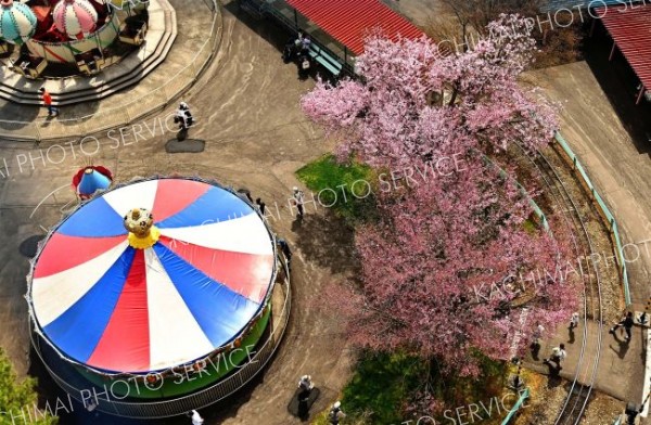 <strong>＜空中観桜楽しむ＞</strong><br>おびひろ動物園遊園地の観覧車から望む園内のサクラ（４月２７日、おびひろ動物園で。金野和彦撮影）