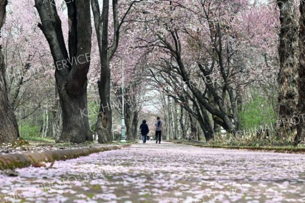 <strong>＜薄紅のじゅうたん＞</strong><br>風で散ったサクラの花びらが落ちてピンク色に染まった園路（４月２８日、帯広市の緑ケ丘公園で。須貝拓也撮影）