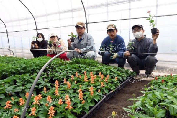 １８日に野菜と花苗の直売会　帯広ケア・センター