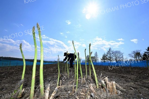 露地での収穫が始まったアスパラガス畑（２日、帯広市上帯広町で。須貝拓也撮影）