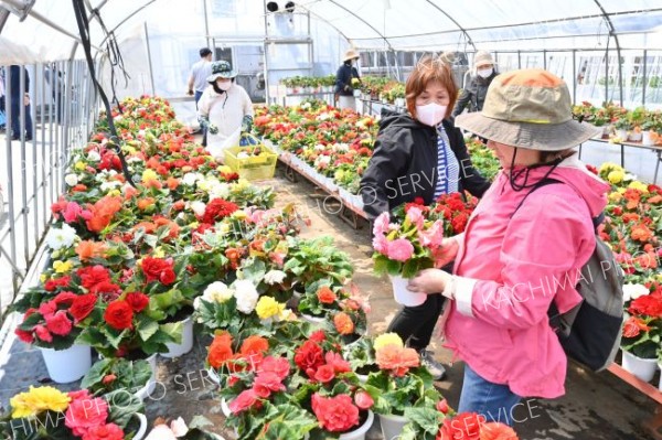 帯農高の花苗大人気　３５０人の行列も　恒例の販売会