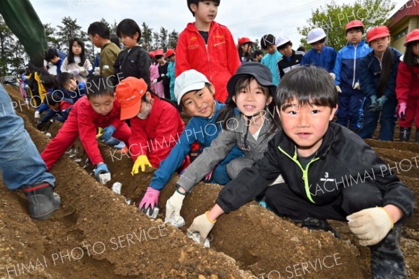 「大きく育って！」川西小で地元特産のナガイモ植え付け