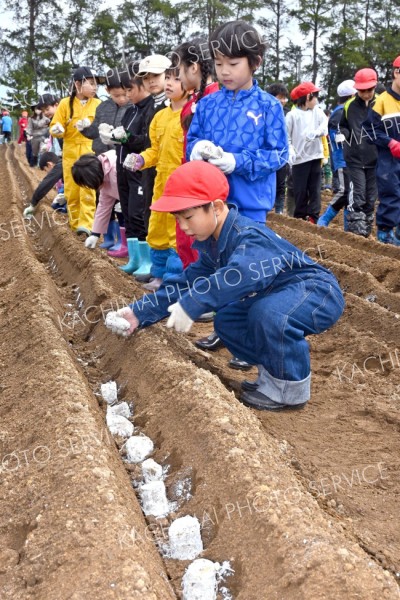 帯川西小で児童がナガイモの種植え（９日、金野和彦撮影）