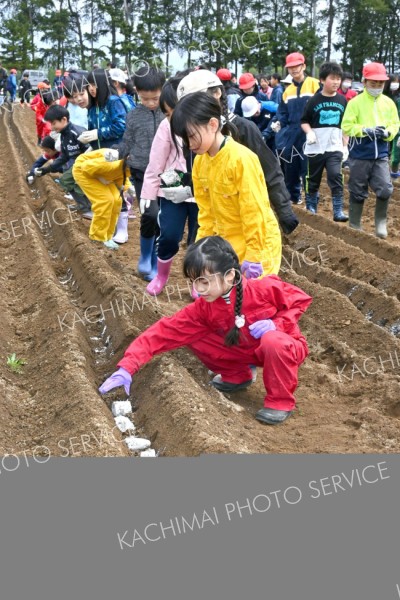 帯川西小で児童がナガイモの種植え（９日、金野和彦撮影）