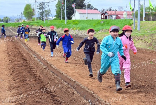 帯川西小で児童がナガイモの種植え（９日、金野和彦撮影）