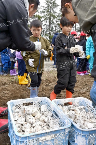 帯川西小で児童がナガイモの種植え（９日、金野和彦撮影）