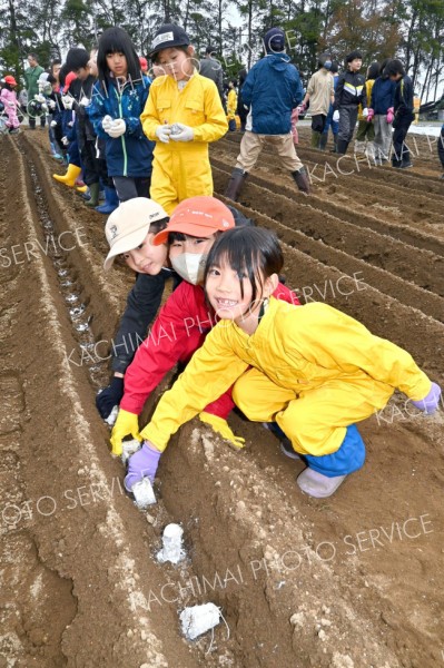 ナガイモの種芋を植える児童（９日、帯川西小で。金野和彦撮影）