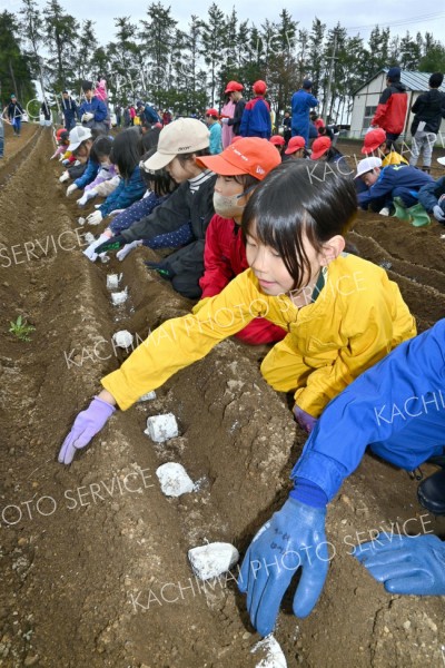 ナガイモの種を植える児童（９日、帯川西小で。金野和彦撮影）