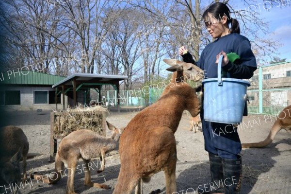 「動物幸せ、楽しい展示を」カンガルー、アメリカビーバー担当～飼育員のお仕事（３）