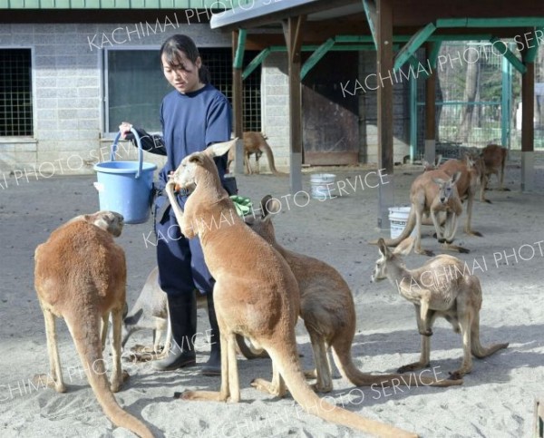 カンガルーの世話をする