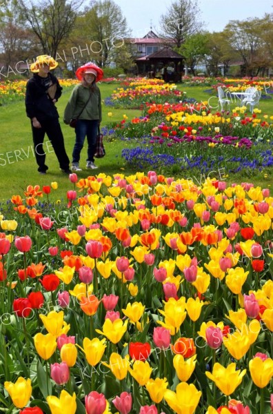 色とりどりのチューリップ　紫竹ガーデンで春の花々見頃