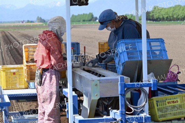 畑では播種用機械を操作してナガイモを植え付ける（１４日午前９時半ごろ、帯広市基松町）