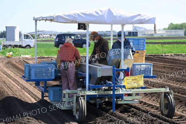 畑では播種用機械を操作してナガイモを植え付ける（１４日午前９時半ごろ、帯広市基松町