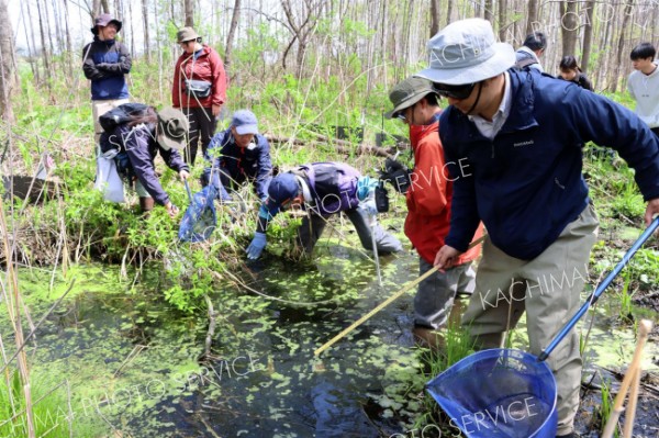 キタサンショウウオの卵６４個確認　保全へ上士幌