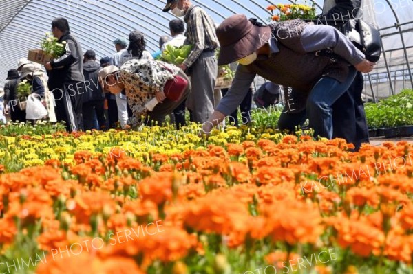 花苗を見定める来場者ら（１８日午前１０時５分ごろ）