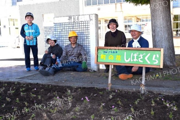 ＰＴＡと地域のボランティアが児童と一緒にシバザクラを植える（白人小学校で。金野和彦撮影）