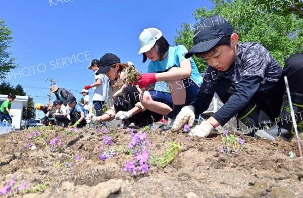 ＰＴＡや地域のボランティアと一緒にシバザクラを植える児童（白人小学校で。金野和彦撮影）