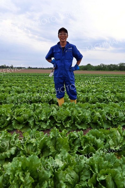 幕別でレタスを生産する