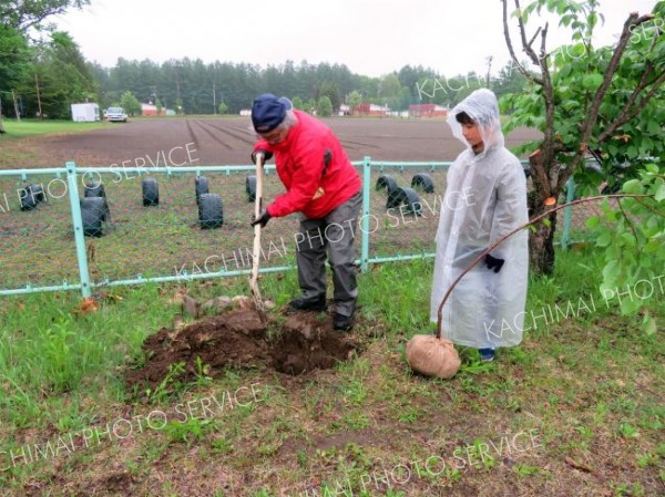 雨の中、地面を掘って植樹する児童ら