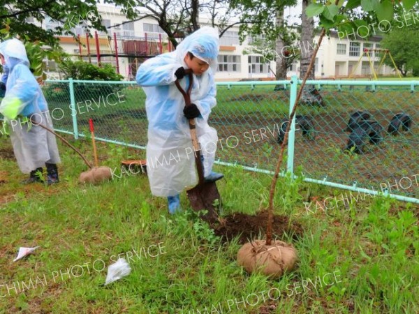 雨の中、地面を掘って植樹する児童
