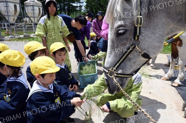 馬の餌やり体験をする園児ら