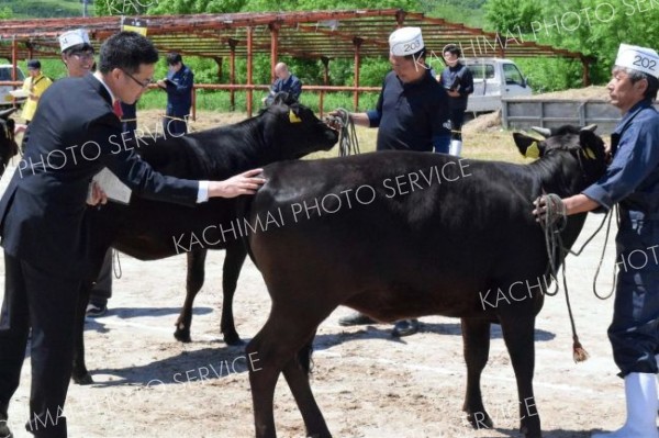 清見の牛が最高位に　池田で家畜品評会
