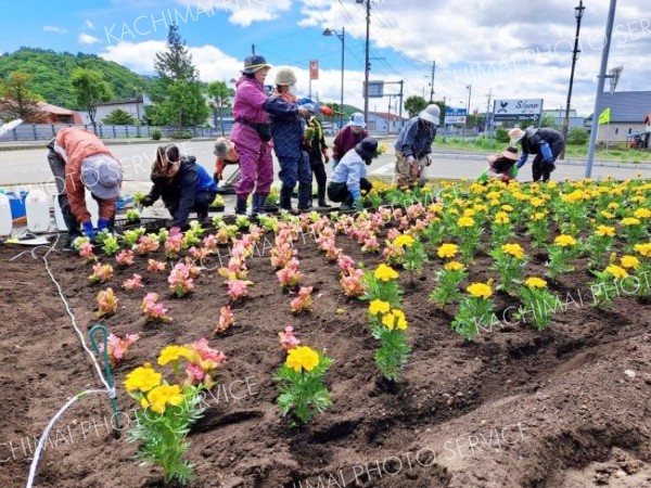 ２０００本の苗植える　新得町花いっぱい運動推進委員会