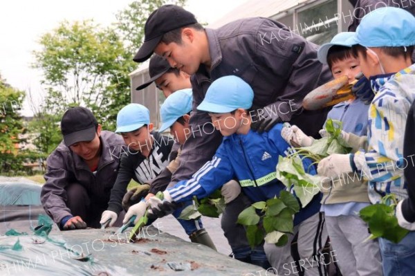 高校生に教えてもらいながらサツマイモの苗を植える園児