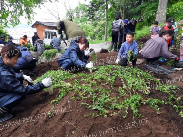 明大生が空手少年団と一緒にリシマキア植栽　浦幌