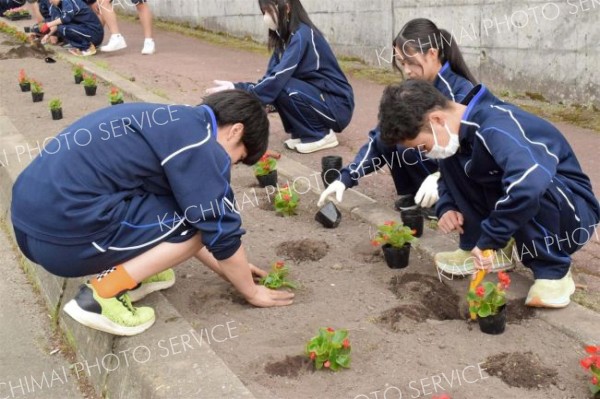 町道沿いの花壇に花を植える生徒