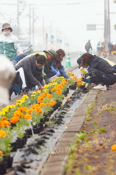 国道沿いでカラフルな花の苗を植え込む参加者