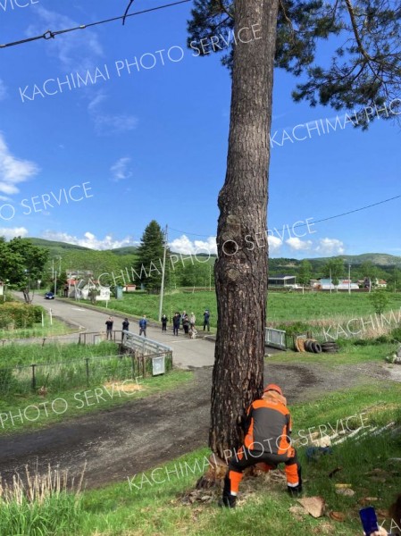 愛冠見守ったアカマツ　住民らに見守られながら伐倒　ウッドチップなど再生利用　足寄 7