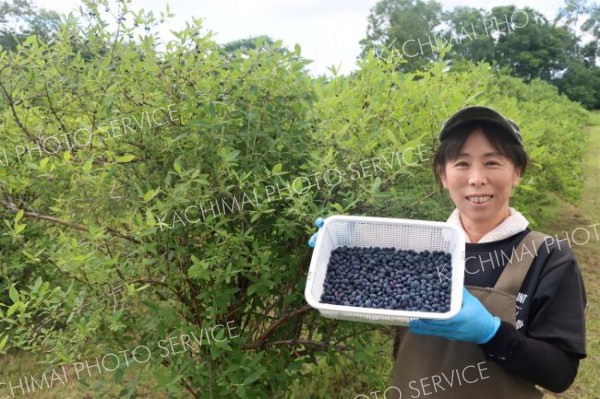 下居辺でハスカップ狩り始まる、７月７日まで　士幌