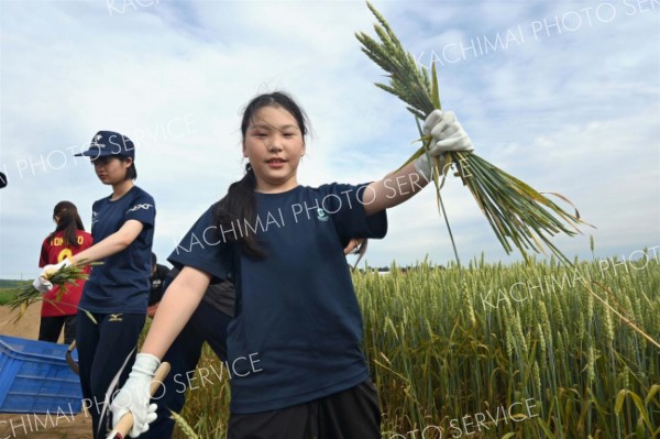 小麦を手作業で刈り取り、笑顔を見せる参加者
