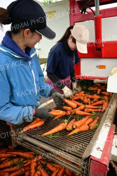 十勝管内でニンジン収穫が本格化　幕別で収穫２日早く