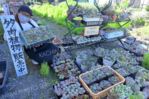 自宅で多くの多肉植物を育てる秋葉さん