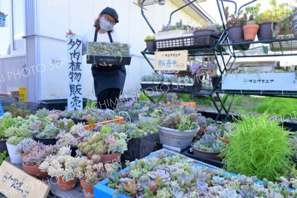 自宅で多くの多肉植物を育てる秋葉さん