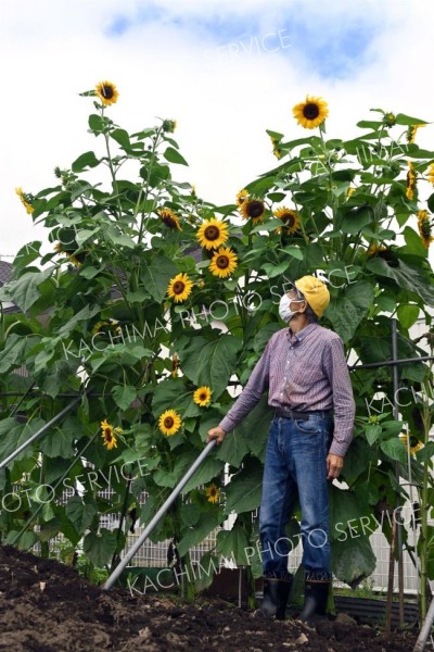 ヒマワリすくすく　芽室の畑で３メートル以上に