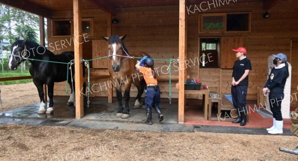 ばん馬のブラッシングを見学する参加者（１７日午前１０時半ごろ）