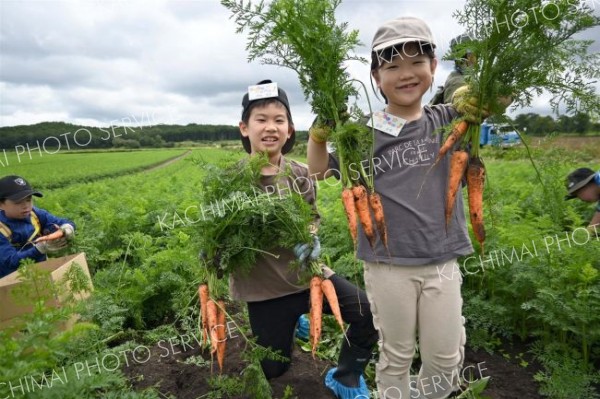 畑でニンジンの収穫に挑戦する子どもら