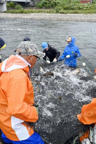 増殖事業用の親サケの捕獲始まる　広尾 8