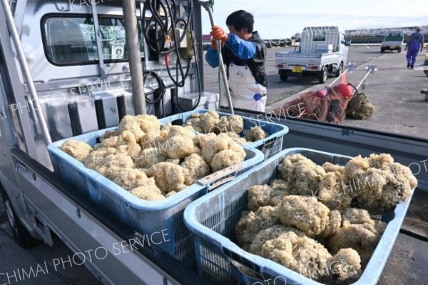 広尾沖に放流されたエゾバイツブの卵塊。資源量の維持・回復につながっている（２１日、十勝港の漁港エリア）