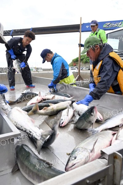 大樹漁港で初水揚げされた秋サケ（２日正午ごろ、須貝拓也撮影）