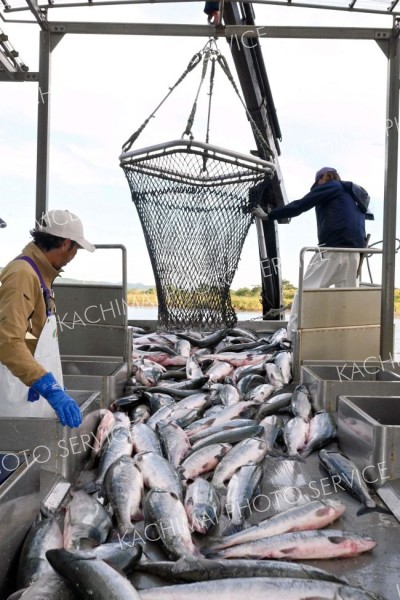 大津でも秋サケ水揚げ