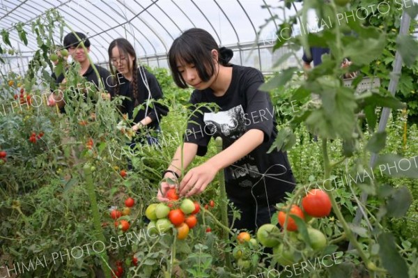 北王農林で収穫体験するツアー参加者（８月２６日）