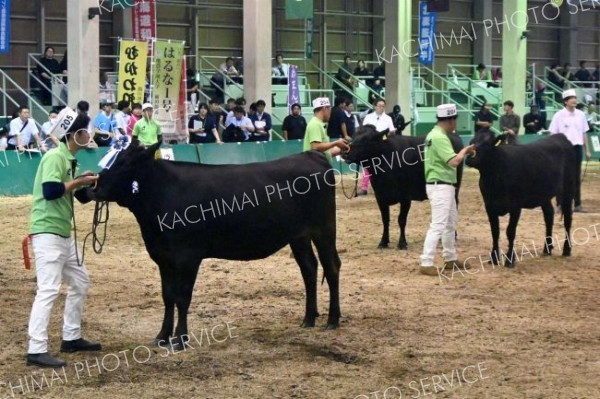 月齢に応じた発育や身躯のバランスなどでも高レベルの牛が集まった